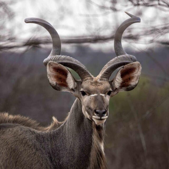 The male kudu is one of the most impressive antelope you’ll encounter at Ximuwu. Tall, elegant and crowned with those remarkable spiral horns — which can reach over a metre in length — they truly stand out. Even with their size, they move quietly and cautiously, relying on sharp hearing and subtle colouring to stay perfectly aware of everything around them.

Male kudus are mostly solitary or form small bachelor groups, unlike the females who gather in larger herds. Their twisted horns are used in fights for dominance during the mating season, and each set of spirals is unique — almost like a fingerprint. Observing a bull kudu during a game drive is always a fascinating part of the day.