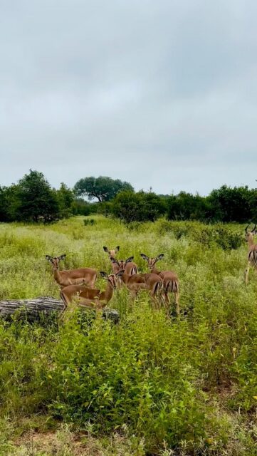 Early December marked the arrival of impala lambing season, and suddenly the bush was filled with tiny, wobbly new legs staying close to their moms. Fast forward a few weeks and it’s unbelievable how quickly they’ve grown — many are already starting to look almost like young adults. 😇

The recent rains have turned the reserve beautifully green, and the wildlife is thriving. Full bellies, shiny coats, and little ones racing through the grass everywhere you look.
What a privilege to watch these youngsters grow up right in front of us 🍀✨