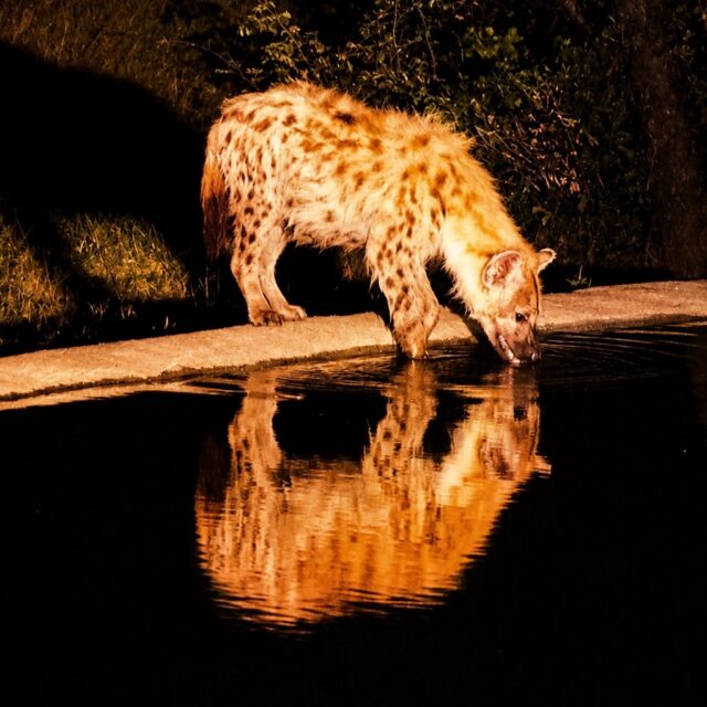 A while ago, a pride of lions arrived at this waterhole and attacked several hyenas, including cubs from the clan.

Recently, a mother hyena and her young pup have begun returning — cautious and nervous, constantly watching the darkness around them.

But returning nonetheless.