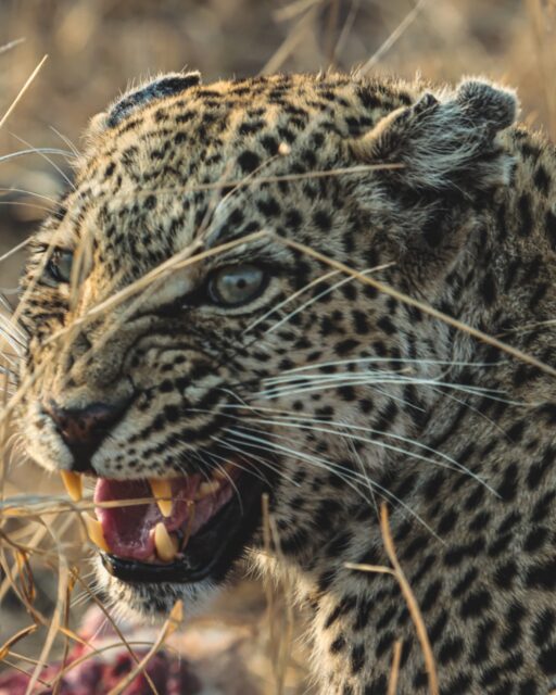 A leopard on a fresh kill.
The excitement of tracking one of Africa’s most elusive predator.
Then we enjoy sundowners overlooking the wilderness.
At Ximuwu, every safari tells a different story.
#ximuwusafarilodge #africansafari #leopard