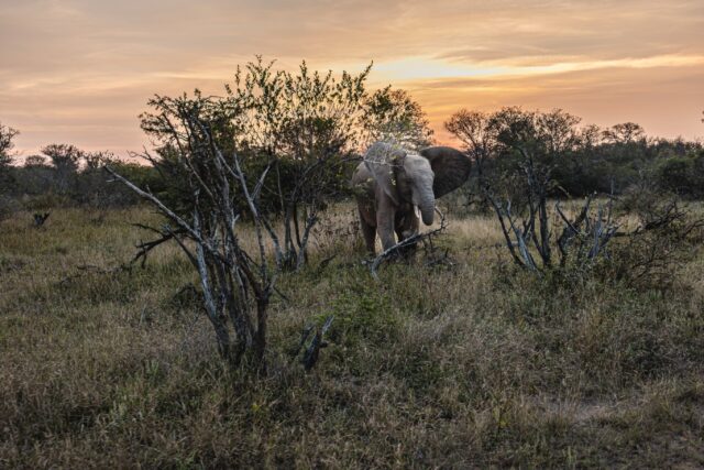 You never know what’s waiting around the next corner.

This young elephant made a surprise appearance as the sun set over the Klaserie.

One of those sightings that makes you fall in love with the bush all over again.

📍 Ximuwu Lodge
