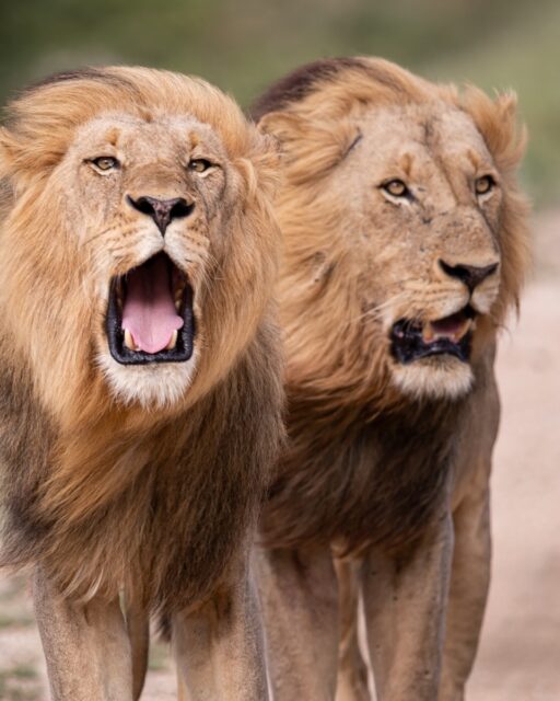When the Kings of the bush decide to make an appearance 👑 🦁
#safari #safarilife #ximuwu #ximuwusafarilodge #klaserieprivatenaturereserve