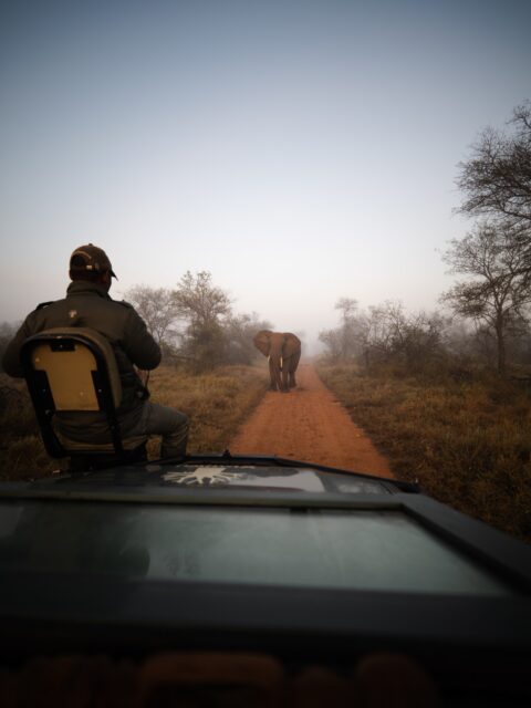 Sometimes, the most memorable sightings are the ones you never expected.

📸 @matt.crookes 

#greaterkruger #krugernationalpark #ximuwu #africanwildlife #wildlifephotography

An elephant crossing the road - which sometimes puts a little delay in getting to bush breakfast 🥞

A rare encounter with one of Africa’s most endangered predators.

Nature’s clean-up crew hard at work.

A quiet moment on the plains.

And then this happens…

Just when we thought the game drive couldn’t get any better. 

📍 Klaserie Private Nature Reserve, Greater Kruger