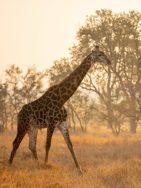 Would you swop your morning traffic for this? ☀️ 🦒