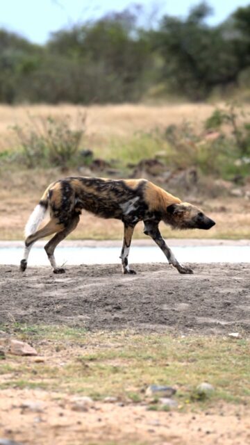 Did you know wild dogs have an average of 80% success rate in hunting? This drastically out performs other apex predators such as lions, leopards, etc. 

It’s all about team work, the pack uses a sophisticated strategy to take down its prey, cutting off escape routes and using curatorial hunting (meaning they chase their prey to exhaustion). 

When is the best time to watch them hunt: we can usually find them hunt in early mornings and early evenings.

📷 @matt.crookes