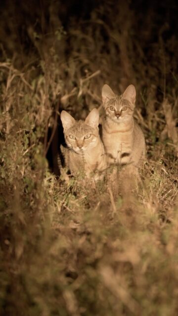Meet the African wildcat—one of Africa’s most elusive small predators and one of the ancestors of today’s domestic cat.
Quiet, secretive, and mostly active after dark, they’re a special sighting on any game drive.
📷 @matt.crookes