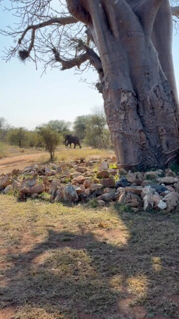 Breakfast in the bush. Can we start every day like this? 

#wildlife #safari #travel #luxurysafari #accessibletravel