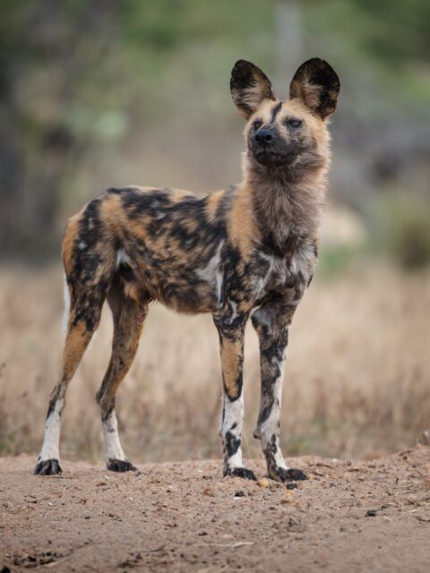 African wild dogs are one of Africa’s most fascinating predators, and encountering them in the wild is always something special.
We’re incredibly fortunate to have a pack that frequents the area around Ximuwu, which means, if luck is on our side, our guests are treated to some truly unforgettable encounters.
Quiet, focused and always on the move, there’s nothing quite like watching a pack of wild dogs make their way through the bush.
#wilddogs #accessibletravel #wheelchairtravel #africansafari
