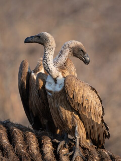 The clean-up crew has arrived, and they never miss a thing! 👀
Vultures may not win many beauty contests, but they’re true bushveld heroes, keeping the wilderness clean and the ecosystem healthy. 🌿
#Ximuwu #SafariSightings #BushveldHeroes #Vultures #WildlifePhotography