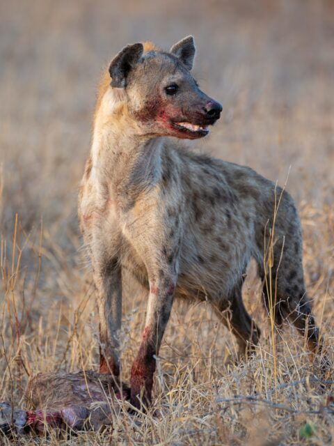 Not the villain. Just perfectly built for the wild.

Spotted hyenas are some of Africa’s most misunderstood predators. Intelligent, social, powerful, and far more capable hunters than their reputation suggests.

This one had clearly been very busy.

Messy? Yes.
Magnificent? Absolutely.

#spottedhyena #ximuwulodge #accessibletravel
