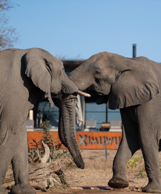 There is something beautiful about watching two elephants interacting.
Watching these giants touch, caress and love another is absolutely breathtaking. Luckily for us, this happened right in front of our doorstep.
#elephants #ximuwusafarilodge #safarilife #luxurysafariafrica