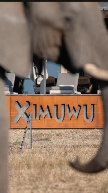 This is Ximuwu.
Some experiences are worth travelling for ✨
This is Ximuwu.
Some experiences are worth travelling for ✨
Unforgettable wildlife encounters, beautifully prepared meals, and a luxurious escape you’ll never want to leave.
Where the beauty of the African wilderness meets the art of exceptional hospitality.
📍 Ximuwu | Greater Kruger National Park
#ximuwu #luxurysafari #africansafari #luxurytravel #safarilodge