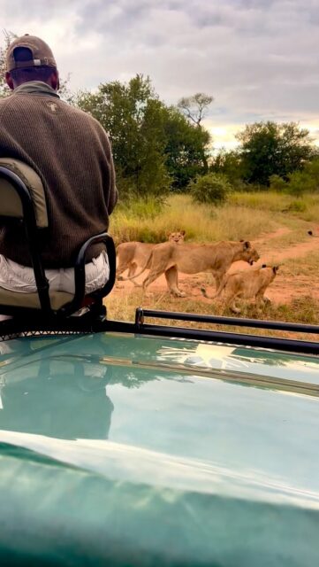The Sark pride decided to take a stroll right past our game viewer today… and Thulani, as usual, had the best seat in the house!

Guests often ask how close we get to the animals… well, is this close enough? 🤩
Just look at those full bellies on the youngsters! It’s wonderful to see them thriving and doing so well.