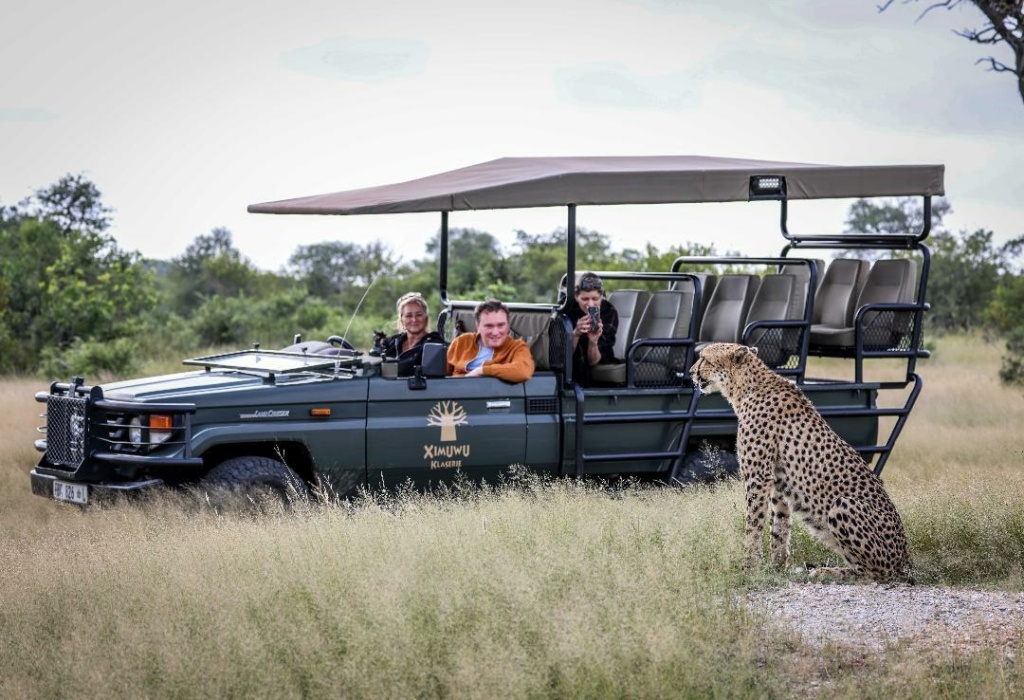 A unique picture, cheetah extremely relaxed posing in front of a Gameviewer