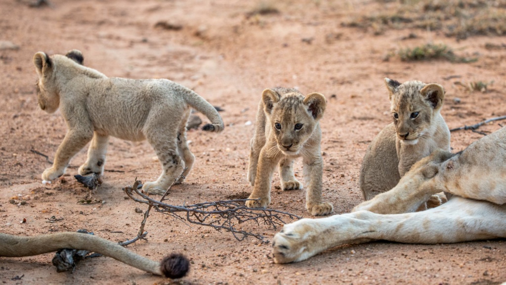 3 of the 4 lion cubs from the Sark pride at Ximuwu