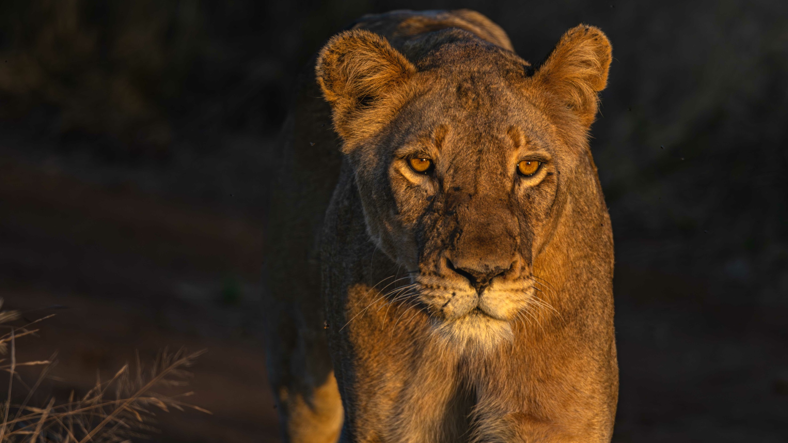 “A lioness gazes intently, her eyes glowing in the warm light of the setting sun, capturing the essence of her majestic and wild beauty.”
