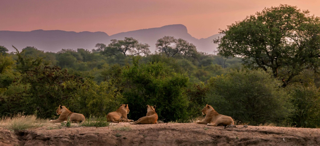 5 Lionesses from the Sark pride at beautiful sunset