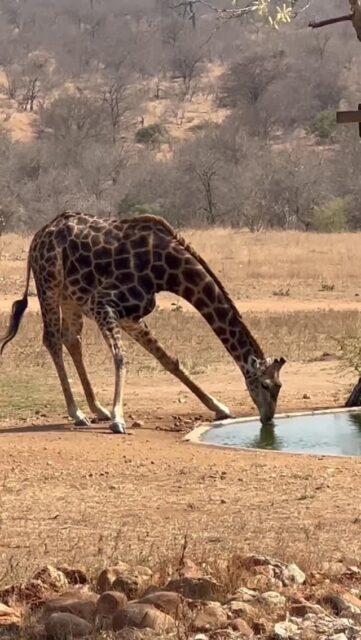 At Ximuwu, every game drive is more than just a safari — it’s a once-in-a-lifetime experience.

Set in the Klaserie Private Nature Reserve, with only one other commercial lodge on our traverse, our lodge offers an extraordinary sense of exclusivity. Guests often describe their sightings here as truly unforgettable — whether it’s lions resting just a few meters from your vehicle, elephants moving gracefully through the bush, or a leopard silently stalking its prey. The closeness and privacy allow for moments that feel almost magical.
Every experience at Ximuwu is designed to be intimate and personal, giving you the chance to connect with nature in a way that few people ever get to. 

This is safari at its most raw, authentic, and unforgettable.

#XimuwuSafariLodge #Klaserie #LuxurySafari #ExclusiveSafari #OnceInALifetime #BigFive #SafariExperience #WildlifeMoments #IntimateSafari #NatureUpClose