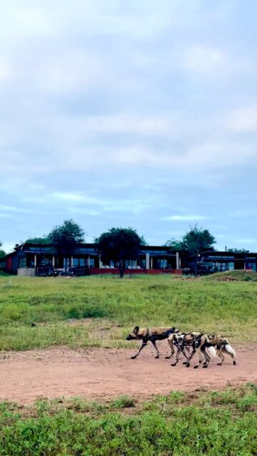 An incredible start to the morning at Ximuwu 🍀

Just as our guests were setting off for their early game drive, a full pack of wild dogs appeared right in front of the lodge, calmly investigating the airstrip. Curious and alert, they took their time, giving everyone a truly memorable sighting before the drive had even begun.

Wild dogs are among the most fascinating predators to watch in the wild, and seeing an entire pack right on the lodge’s doorstep is something very special. Not a bad way to start the day!

#ximuwu #africanwilddog #painteddogs #greaterkruger #luxurysafari