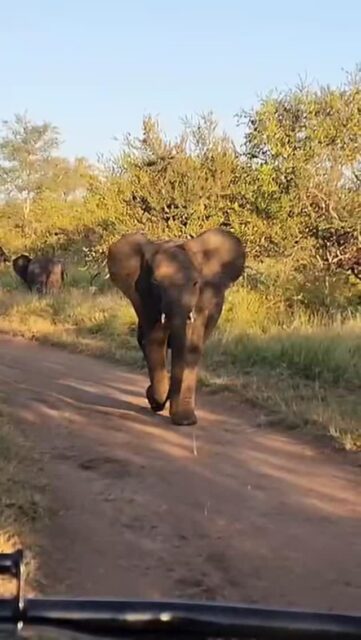 A quiet encounter, until curiosity takes over.

While we were watching this elephant from the vehicle, it slowly turned the tables — approaching with calm confidence to have a closer look at us. No rush, no drama, just a thoughtful inspection at close range.
That subtle shift, where observation becomes mutual, is always something special to witness.
Out here, it’s never just about what you see — but also about being seen