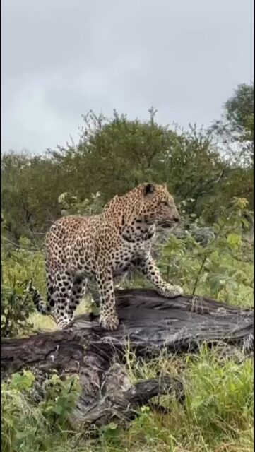 Today is World Leopard Day, and it feels fitting to look back at a truly special sighting from this week at Ximuwu.

Our guests were treated to an incredible encounter with a magnificent male leopard, completely at ease in his surroundings. He moved slowly through the bush, pausing often, allowing everyone to settle in and simply observe. For over an hour, the sighting unfolded at its own pace, with this stunning cat giving us the privilege of following him as he went about his day.

There is something unforgettable about spending that kind of time with a leopard in the wild. 
At Ximuwu, we are lucky to share this landscape with them, and even luckier when they choose to share their time with us 🐆🍀

📷 @rudihulshof