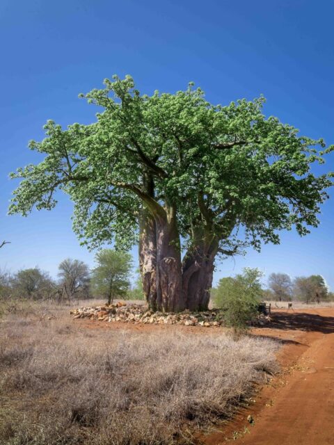 From winter’s bare branches to summer’s lush green canopy, our baobab stands tall as a true symbol of life at Ximuwu. This ancient tree has watched countless sunrises and stories unfold — and it’s right here that we host our famous bush breakfast.

Which version speaks to you more: the raw beauty of winter or the full bloom of summer?

#BaobabTree #Ximuwu #TreeOfLife #BushBreakfast #NatureLovers #KlaseriePrivateNatureReserve #SeasonsOfAfrica