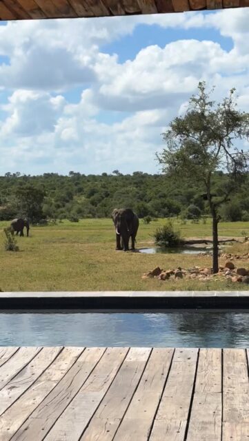 Happy Monday from the bush 😁

After their morning game drive, our guests were relaxing by the pool when a beautiful elephant bull wandered in for a drink at the waterhole. Calm, majestic, and completely unbothered, he made for a perfect moment to soak in the magic of the bush.

There’s no better way to ease into the week than with a surprise like this at Ximuwu 🐘