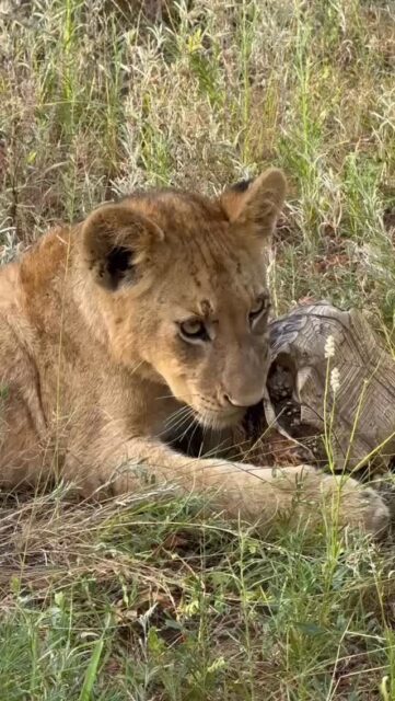 Look who we found at Ximuwu! 🦁🐢

A playful lion cub discovered a tortoise and decided it was the perfect new toy… and don’t worry, the tortoise got away unscathed!
No crowds. No vehicles in line. Just you, your guide, your tracker… and the freedom to watch this little bush adventure unfold at your own pace.

This is what safari magic looks like up close.

📷 @janet.templeton