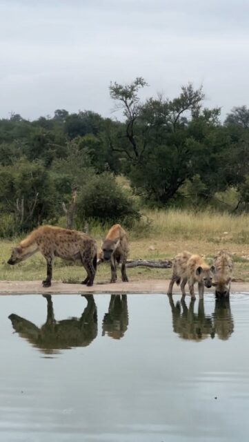 There’s something quite special happening out at our Steendam hide.
A hyena clan has made this area their home, with a den tucked safely nearby. It’s a place full of life, where you never quite know what you’ll witness next.

Many guests already know and love the hide right in front of the lodge, but having a second hide at Steendam adds a whole new experience. A little more remote, a little more raw… and often incredibly rewarding.

Picture an afternoon settled in, your favourite drink within reach, camera ready. No rush, no noise, just the quiet rhythm of the bush. Hyenas moving in and out, other wildlife arriving at the waterhole, each moment unfolding in its own time.