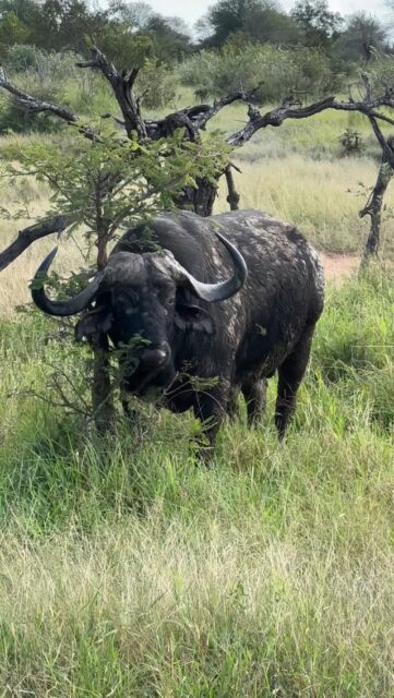 When the itch hits… there’s no such thing as waiting!

This buffalo found the perfect branch and went all in—scratch, twist, repeat. Equal parts spa treatment and serious business.

It might look like pure entertainment, but there’s a purpose behind it: removing ticks, loose hair, and maybe even leaving a scent mark while at it.
At Ximuwu, even a simple scratch comes with full commitment 😄