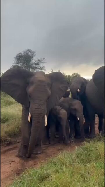 The elephants are absolutely thriving right now ✨

With all the rain this season, the bush has turned into a lush green paradise — thick grass as far as you can see, water everywhere, and endless feeding opportunities. The energy out there is something special… playful mud baths, splashing in the waterholes, and herds moving through like they’ve got nowhere else to be but happy 🐘
