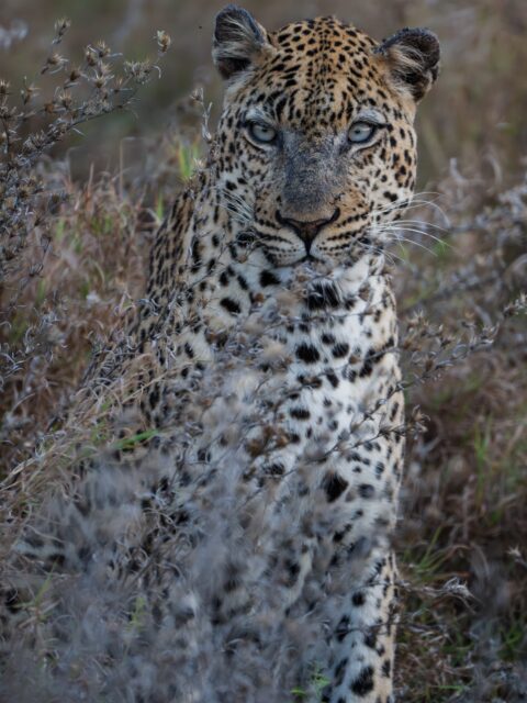 Perfectly visible and yet, almost impossible to see. 

#LeopardPhotography #AfricanSafari #WildlifePhotography #Camouflage #africanwildlife