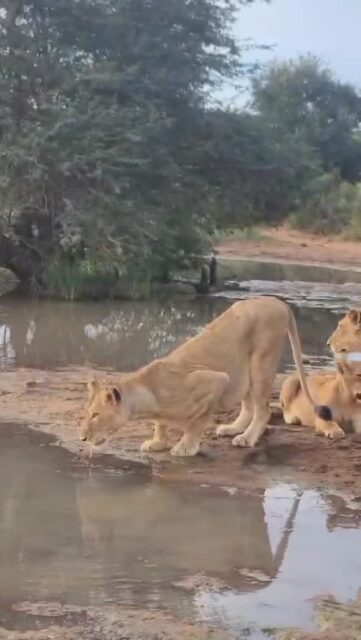 The Sark Pride has been around all week, and what a week it’s been!

Our recent guests were over the moon seeing the full pride so close to the vehicle, but also realised how incredibly special it is to be able to enjoy a sighting like this for as long as you want at Ximuwu.
No other game viewers waiting in line for their turn. At Ximuwu, you can spend as much time as you like.

These guests didn’t want to go anywhere else during their afternoon game drive and spent over two hours just watching the behaviour of the pride.

Who else thinks this is pretty amazing?
See you soon at Ximuwu 🦁
