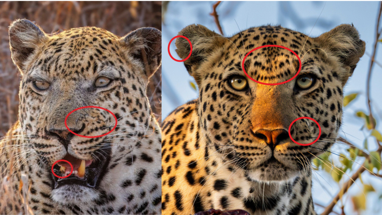 Two photographs of leopards, with red circles identifying their unique characteristics