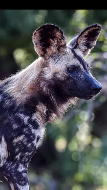 We’ve been incredibly privileged to have so many amazing wild dog sightings here at Ximuwu. Knowing how few are left in the wild makes every encounter truly special.

For a while, we were lucky to have a den right in our area — such an unforgettable experience watching the pups grow. Now that they’re big enough to explore, they’ve started roaming across the different reserves again. 

And just when you least expect it… they appear out of nowhere, full of energy and excitement.
That’s the magic of the bush — you never know when nature will surprise you!

Have you ever been lucky enough to see wild dogs in the wild?