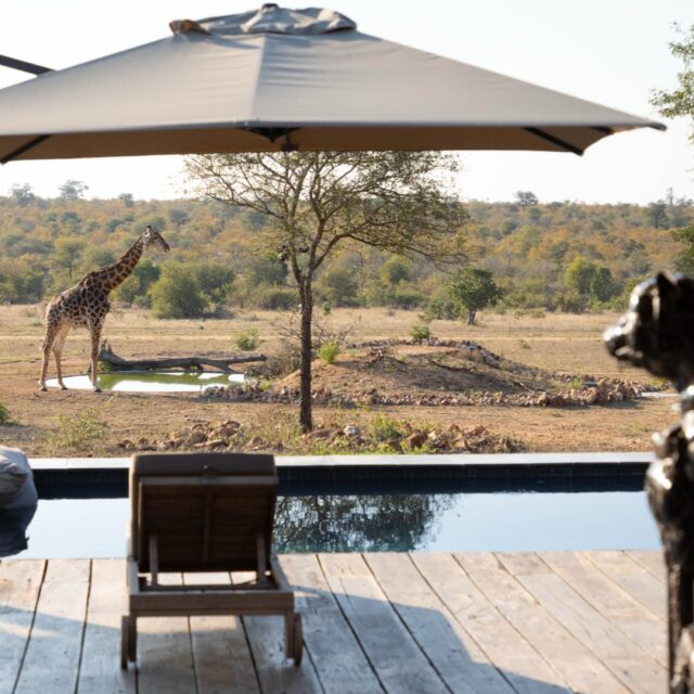After a morning game drive and a delicious breakfast, it’s time to unwind by the pool. Stretch out on a lounger, close your eyes for a little nap, or simply keep an eye on the waterhole — you never know who might stop by for a drink. Like this elegant giraffe, making the most of the peaceful morning at Ximuwu.