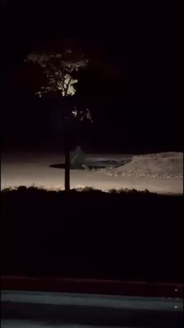 An unforgettable farewell dinner at Ximuwu!

As our guests enjoyed their last evening with us, a beautiful female leopard quietly approached the waterhole for a drink — right in front of the lodge!
What an incredible sight and the perfect way to end their safari adventure. 🐆🌙