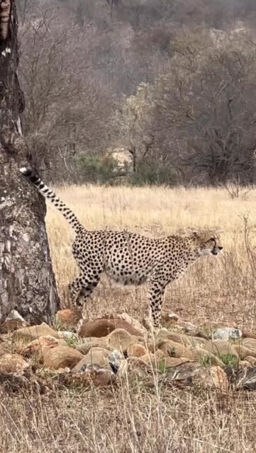 Some moments are simply too lovely not to share.

Over the past days, we’ve had the joy of witnessing so many special moments, each one reminding us why we love what we do. From the quiet stillness of the bush to the thrill of discovering something new on every drive, these are the experiences that make a stay at Ximuwu truly unforgettable.

And as another wonderful stay comes to an end, our team gathers at the lodge entrance, waving goodbye to yet another group of happy guests, grateful for the memories shared and looking forward to welcoming them back.
Until next time 🙌