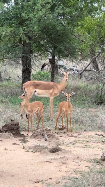 We spotted the first impala lambs of the season this week, and they truly melted everyone’s hearts. There’s something so uplifting about seeing the bush come alive with new life, especially after the first rains. Their tiny steps and curious energy add a lovely sense of freshness to the reserve.

Wishing everyone a happy Friday from all of us at Ximuwu!