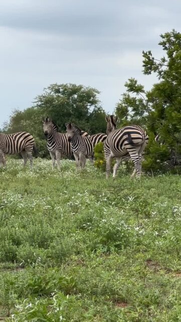 Summer has arrived ‘overnight’ here at Ximuwu. After weeks of beautiful spring rain, the bush has transformed completely. The grass is shooting up, everything is lush and green, and impala lambs are everywhere you look.

This morning we spotted our first wildebeest calf of the season, and the plains are alive with zebra, giraffe and so many other animals enjoying the fresh growth. It’s always amazing how, after the dry winter months when everything feels tired and pale, nature bounces back with such strength.
Watching the seasons change here at Ximuwu is truly special, and we’d love for you to experience it with us 🌱🌿