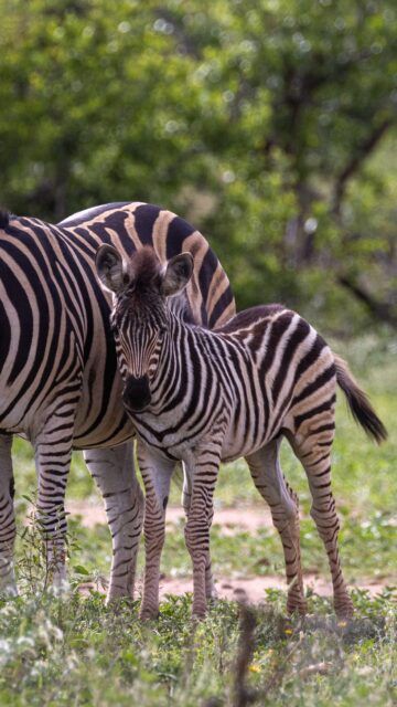 We can’t get over how beautiful the bush is at the moment. Everything is so lush and green, and this time of year always fills us with gratitude for the follow-up rains and the new life they bring. From fresh greenery to newborn animals and dramatic skies, the bush feels truly alive right now.

Just a small glimpse of what Ximuwu has been all about over the past week — nature at its very best.

Happy Sunday from all of us at Ximuwu. Do we see you soon? 🌿