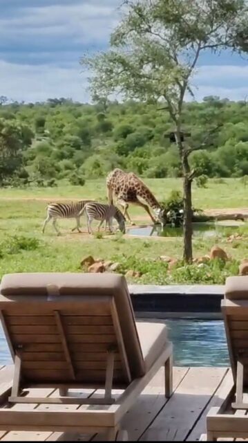 Sometimes you look out from the deck and think… do we really need to go on a game drive today? 

Zebra, wildebeest and giraffe casually strolling along the airstrip, the view stretching out forever, and you sitting back with your favourite cocktail in hand. After a big Christmas lunch, this feels like the perfect safari plan.
Front-row seats to the bush, zero effort required. The hardest decision? Another drink or a little nap.

Do we see you on the deck soon? 🍹
