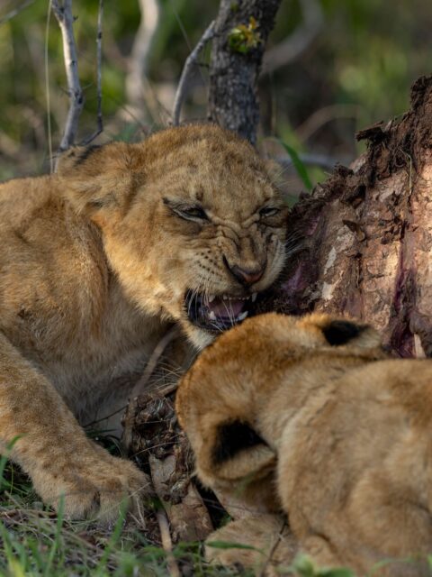 The Sark Pride caught well, and it shows. Full bellies, relaxed lions, and a younger generation that looks strong and healthy. Big Daddy made sure he got the best cut first and then settled in for a proper nap.

The pride hasn’t had much luck with their litters over the past few years, so seeing these youngsters doing this well makes us quietly hopeful that they’re here to stay 🍀

📷 @francoisfouriesafaris