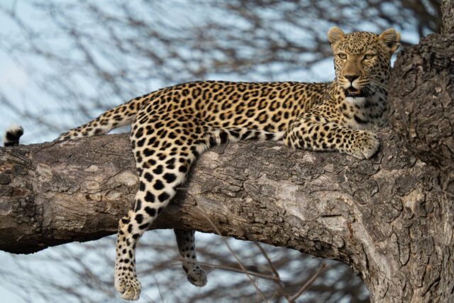 A perfect Caterday moment 🐆
Spotted recently, this beautiful leopard enjoying a lazy rest in the branches. Relaxed, elegant, and always high on every guest’s wish list.

Happy Caterday from all of us at Ximuwu Safari Lodge.
📷 @rudihulshof