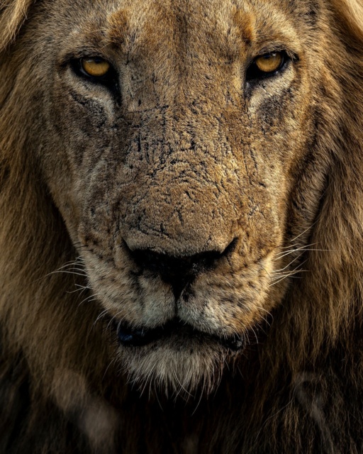 Strength, presence, and a moment that makes you pause.

The Sark Pride has roamed this area for as long as we can remember, and spending time with them never becomes ordinary. During a recent visit, @francoisfouriesafaris captured these lions with remarkable artistry – power in every look, stillness in between.

In @klaserieprivatenaturereserve ,part of the Greater Kruger, encounters remain wonderfully unhurried. There’s room to stop, to watch behaviour unfold, and to wait patiently for that perfect photographic opportunity while the pride moves at its own pace.

It’s a privilege that feels increasingly rare: the freedom to truly immerse yourself in the sighting and savour every second.
This is safari, just as it was meant to be.