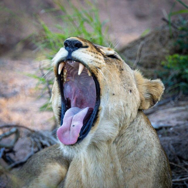 Are you ready for a beautiful weekend on safari?🦁
Come explore the beauty of Klaserie Private Nature Reserve with us.

📷 Patrick Suverein