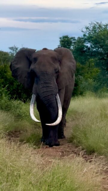 Last week we were lucky enough to spend time with one of the legendary big tuskers known to roam the Greater Kruger — a magnificent bull called Tussle. 🐘

These extraordinary elephants are famous for their immense tusks, sometimes nearly touching the ground. They move freely across the entire Greater Kruger landscape, so sightings are never guaranteed and always completely on their terms.

Seeing Tussle pass through the area around Ximuwu was a fascinating moment and a real privilege. 
What a treat. ✨