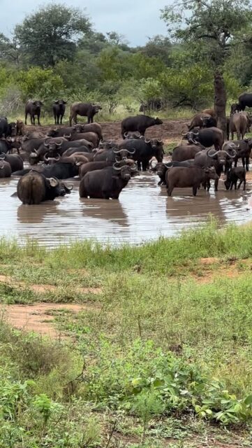 A beautiful breeding herd of buffalo gathered at Anderson Dam this morning. Wonderful to see so many youngsters among them. These big herds are always impressive to watch as they move through the reserve. A great sighting on an early game drive at Ximuwu. 🐃🌿