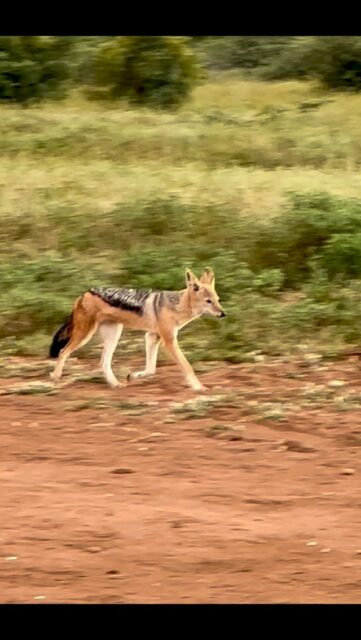 There’s never a dull moment on our airstrip… especially when the local “management” is on duty.

For years, this loyal pair of black-backed jackals has claimed the strip as their territory. Around here, we call them Jackie… or, when they’re feeling particularly bold, the airstrip mafia. Always alert, always watching, and very quick to investigate any hint of action nearby.

This morning’s sighting shows one of them dashing purposefully down the runway — no doubt on the way to “assist” where a predator might have made a kill. Nothing ever goes unnoticed with these two around.

Small, clever, and full of character — they’ve become part of daily life at Ximuwu, and we wouldn’t have it any other way.