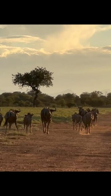Wildebeest cross Ximuwu airstrip in the soft light of the setting sun. The plains are bathed in a warm glow, and there’s a peaceful calm that settles over the bush as day slowly turns to night ✨